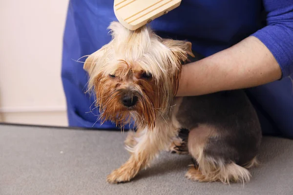 Yorkshire Terrier Conseguir Corte Pelo Peluquero — Foto de Stock