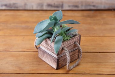 Florarium Cam vazo sulu bitki ile.