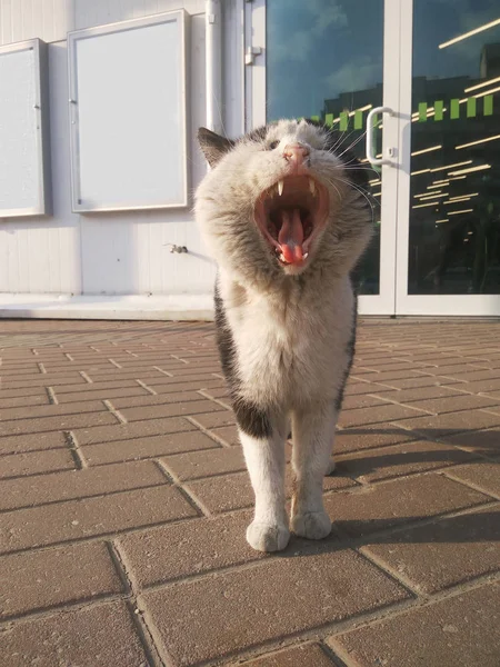 Een straat kat buiten de winkel schreeuwen de beste deals. — Stockfoto