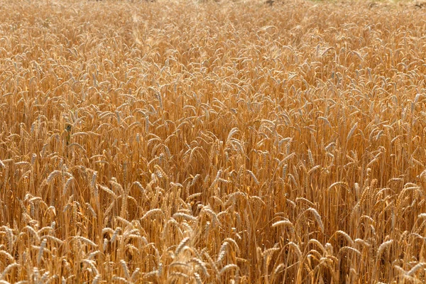 Uši zralé žluté pšenice. — Stock fotografie