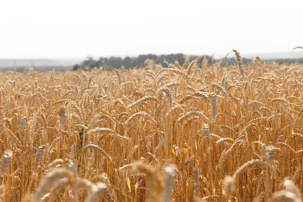 Ears of ripe yellow wheat. — Stock Photo, Image