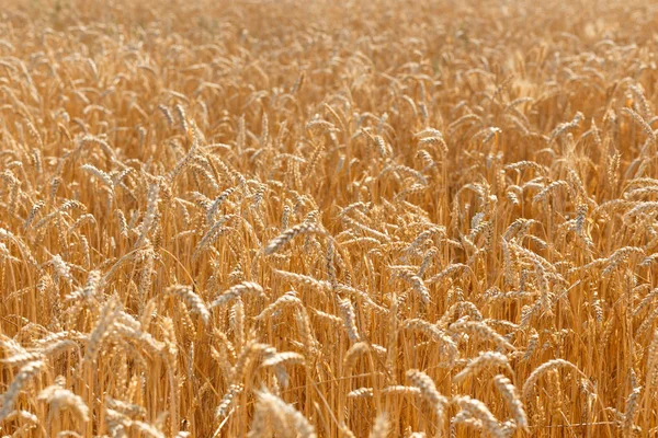 Вуха стиглої жовтої пшениці . — стокове фото