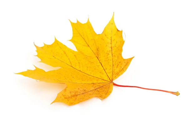 Kolorowy suchy liść klonu jesiennego — Zdjęcie stockowe