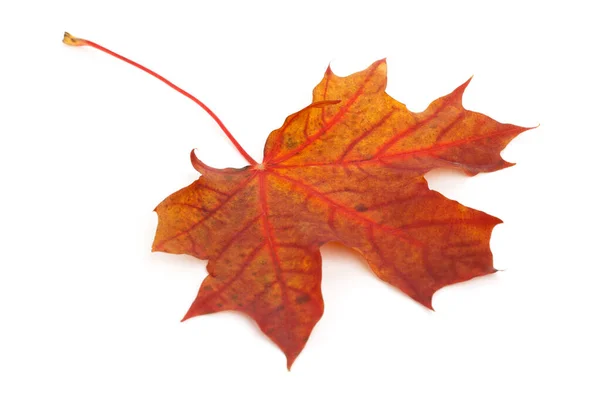 Farbenfrohe trockene beschädigte Herbst-Ahornblatt — Stockfoto