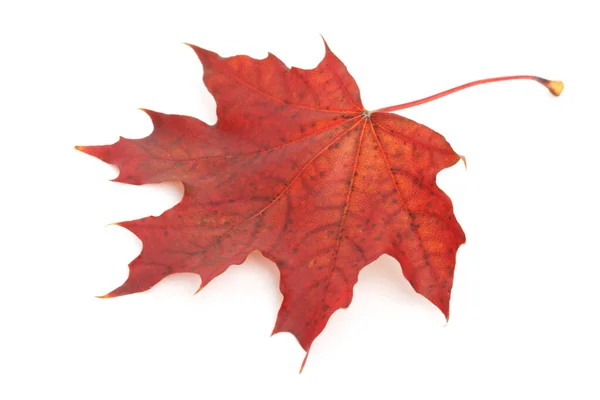 Colorful dry autumn maple leaf — Stock Photo, Image