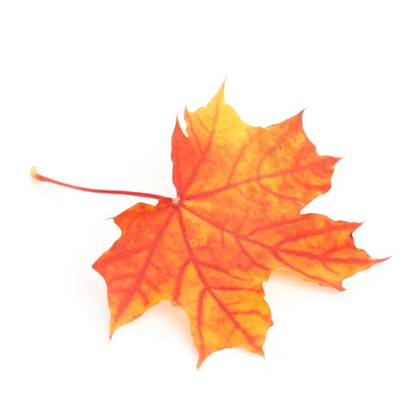 Colorful dry autumn maple leaf — Stock Photo, Image