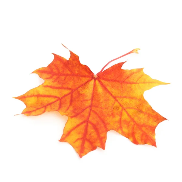 Colorful dry autumn maple leaf — Stock Photo, Image