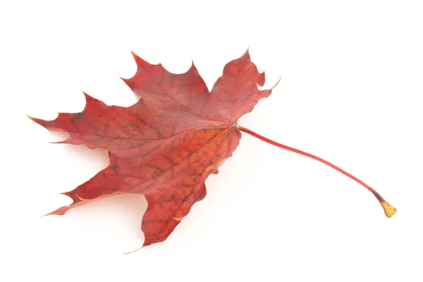 Colorido seco dañado hoja de arce otoño — Foto de Stock