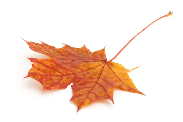 Colorful dry autumn maple leaf — Stock Photo, Image