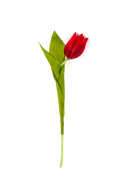Hermoso Tulipán Artificial Aislado Sobre Fondo Blanco —  Fotos de Stock