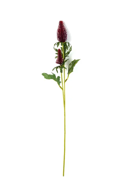 Vacker Konstgjord Blomma Isolerad Vit Bakgrund — Stockfoto