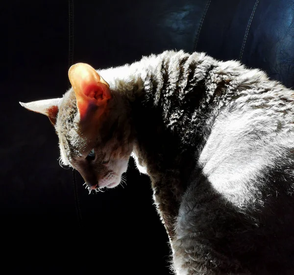 黑暗背景下阳光下的康奈德 雷克斯猫肖像 — 图库照片