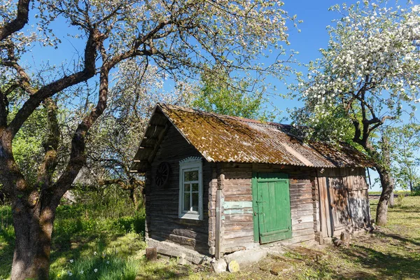 Widok Kwitnących Jabłoni Ogrodzie Wiejskiego Domu Samotne Okno Ścianie Starego — Zdjęcie stockowe