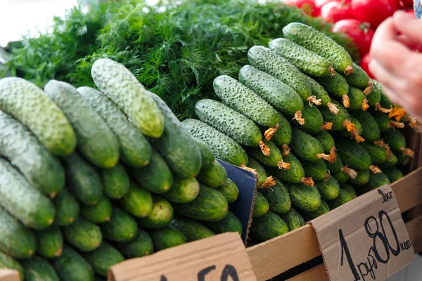 ベラルーシ市場のカウンターに熟したキュウリでスタックします 通りのバザーで新鮮な野菜 キュウリ — ストック写真