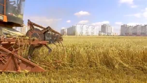 Gecombineerde Oogsten Rijpe Tarwe Het Graanveld Buurt Van Een Woonwijk — Stockvideo