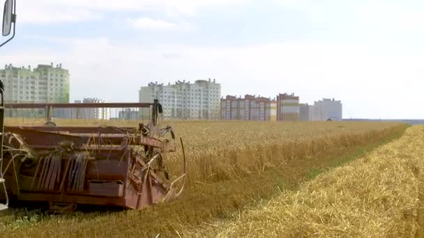 Gecombineerde Oogsten Rijpe Tarwe Het Graanveld Buurt Van Een Woonwijk — Stockvideo