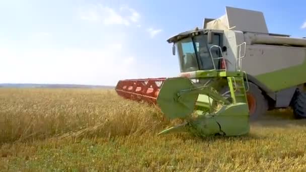 Grodno Belarus Juli 2020 Gecombineerde Oogsten John Deere Rijpe Tarwe — Stockvideo