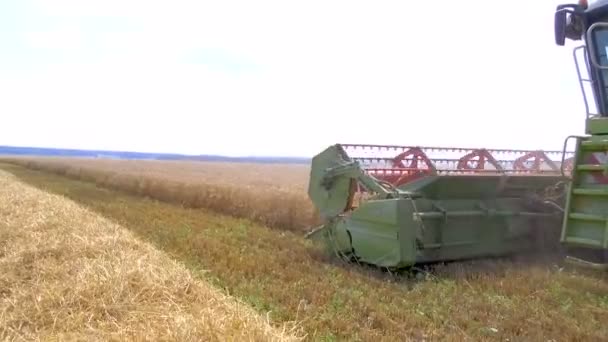 Combine Harvests Ripe Wheat Grain Field Agricultural Work Summer Detail — Stock Video
