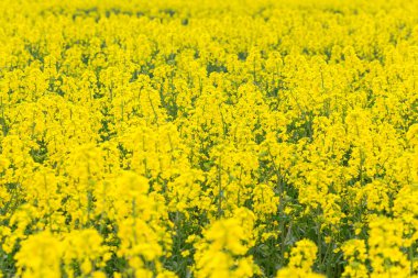 Sarı tecavüz, kolza tohumu ya da kanola tarlası olan kırsal alan. Kolza tohumu tarlası, çiçek açan kanola çiçekleri kapanıyor. Yazın sahada tecavüz. Parlak sarı kolza yağı. Çiçekli kolza tohumu