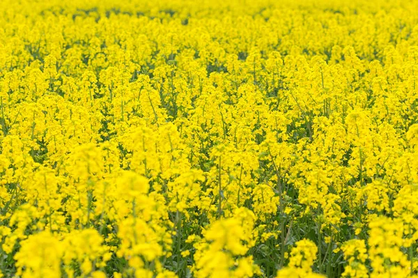Scenic Rural Landscape Yellow Rape Rapeseed Canola Field Rapeseed Field — Stock Photo, Image