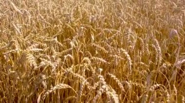 Buğday tarlasında olgunlaşmış buğday hasadını bir yerleşim bölgesi yakınında birleştiriyorlar. Yazın tarım işi.