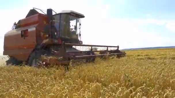 住宅地の近くの穀物畑で熟した小麦を組み合わせて収穫します 夏の農作業 — ストック動画