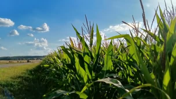 Campo Milho Com Folhas Longas Que Oscila Brisa Vento Belarussian — Vídeo de Stock