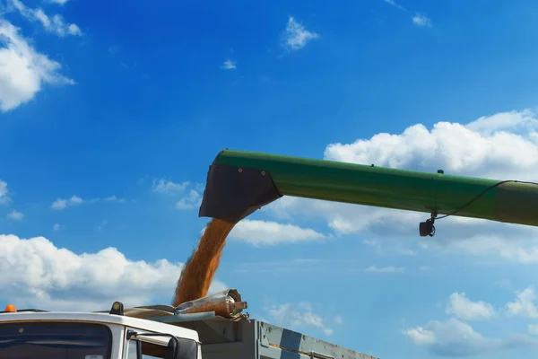 Verde Combinare Mietitrice Nel Campo Del Grano Saraceno Carico Camion — Foto Stock