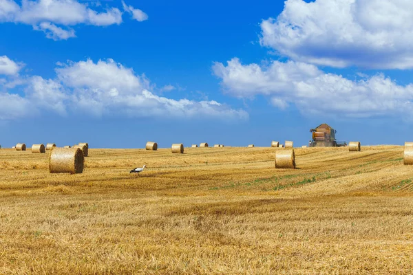 Der Mähdrescher Erntet Reifen Weizen Auf Dem Getreidefeld Landwirtschaftliche Arbeit — Stockfoto