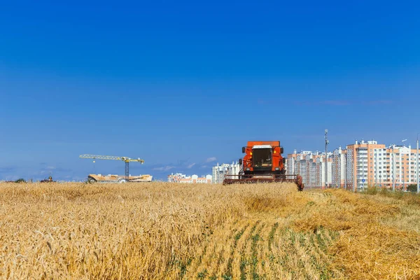 Las Cosechas Combinan Trigo Maduro Campo Grano Cerca Una Zona — Foto de Stock