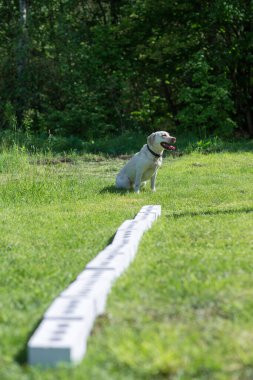 Beyaz Labrador Retriever konteynırların yanında oturur ve gizli nesneyi aramak için komutu bekler. Polis, gümrük veya sınır hizmetleri için hizmet köpekleri yetiştirme eğitimi.