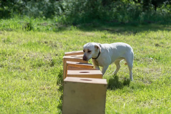 White Labrador Retriever sniffs a row of containers in search of one with a hidden object. Training to train service dogs for the police, customs or border service.