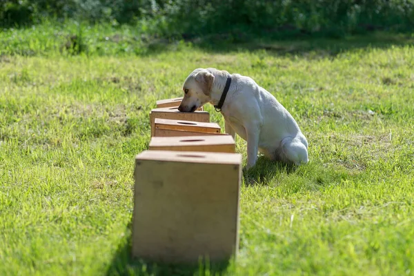 Beyaz Labrador Retriever, içinde gizli bir nesne olan bir konteynırı aramak için bir sıra konteynırı kokluyor. Köpek oturur ve sahibine nesneyi bulduğunu söylemek için donar. Polis, gümrük veya sınır hizmetleri için hizmet köpekleri yetiştirme eğitimi.