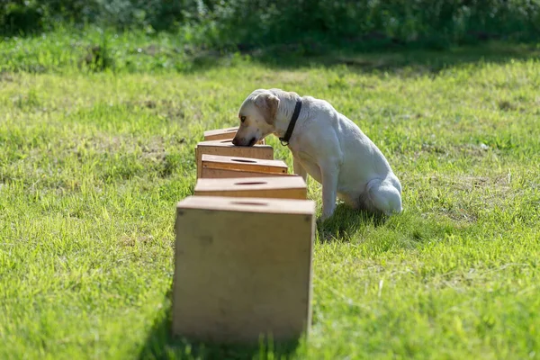 White Labrador Retriever Mengendus Deretan Wadah Untuk Mencari Satu Dengan — Stok Foto