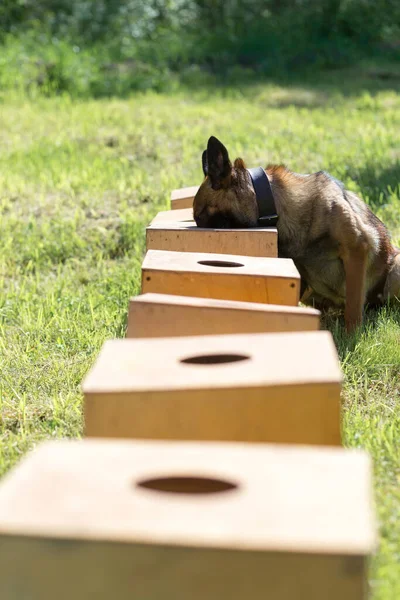 A Belgian Sheepdog sniffs a row of containers in search of one with a hidden object. The dog sits down and freezes to tell the owner that it has found the object. Training to train service dogs for the police, customs or border service.