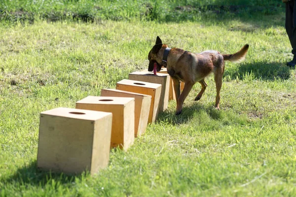 A Belgian Sheepdog sniffs a row of containers in search of one with a hidden object. Training to train service dogs for the police, customs or border service.