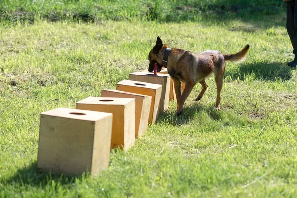 Cane Pastore Belga Annusa Una Fila Contenitori Alla Ricerca Uno — Foto Stock