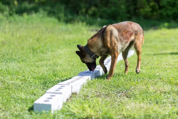 Belgian Sheepdog Sniffs Row Containers Search One Hidden Object Training — Stock Photo, Image