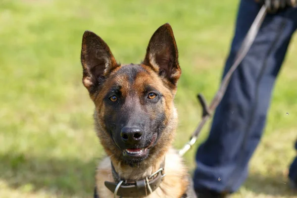 Young Malinois Dog Year Belgian Shepherd Meadow — Stock Photo, Image