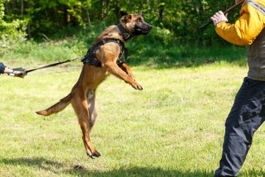 Eğitmen dersi Belçikalı çoban köpeğiyle birlikte yürütür. Köpek sahibini korur. Belçika çoban köpeği koruma işi