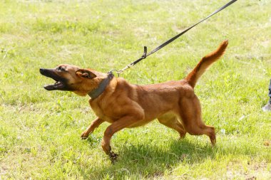 Eğitmen dersi Belçikalı çoban köpeğiyle birlikte yürütür. Köpek sahibini korur. Belçika çoban köpeği koruma işi