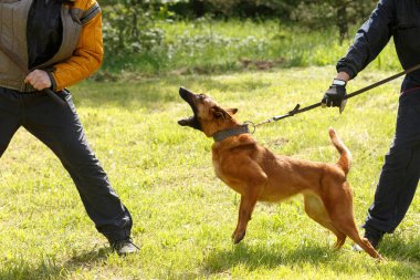 Eğitmen dersi Belçikalı çoban köpeğiyle birlikte yürütür. Köpek sahibini korur. Belçika çoban köpeği koruma işi