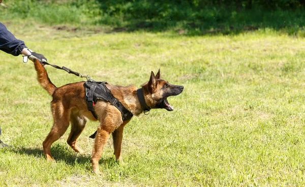 Oktató Vezeti Leckét Belga Juhászkutyával Kutya Megvédi Gazdáját Belga Juhászkutya — Stock Fotó