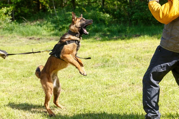 The instructor conducts the lesson with the Belgian Shepherd dog. The dog protects its master. Belgian shepherd dog protection work