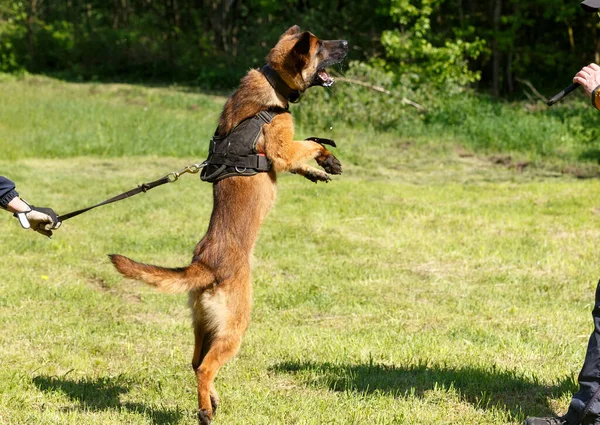 Инструктор Проводит Урок Бельгийской Овчаркой Собака Защищает Своего Хозяина Бельгийская — стоковое фото