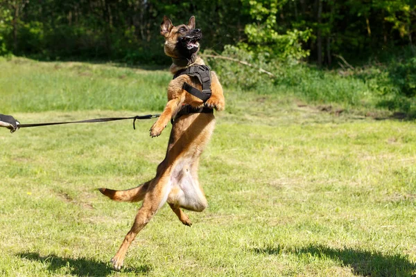 The instructor conducts the lesson with the Belgian Shepherd dog. The dog protects its master. Belgian shepherd dog protection work