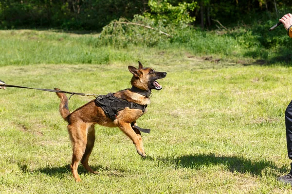 Instructeur Geeft Les Bij Belgische Herdershond Hond Beschermt Zijn Meester — Stockfoto