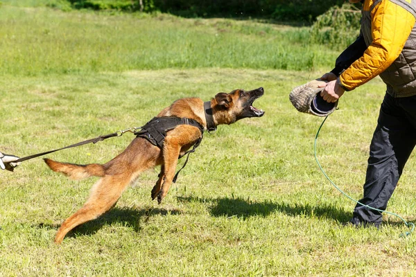 Eğitmen Dersi Belçikalı Çoban Köpeğiyle Birlikte Yürütür Köpek Sahibini Korur — Stok fotoğraf