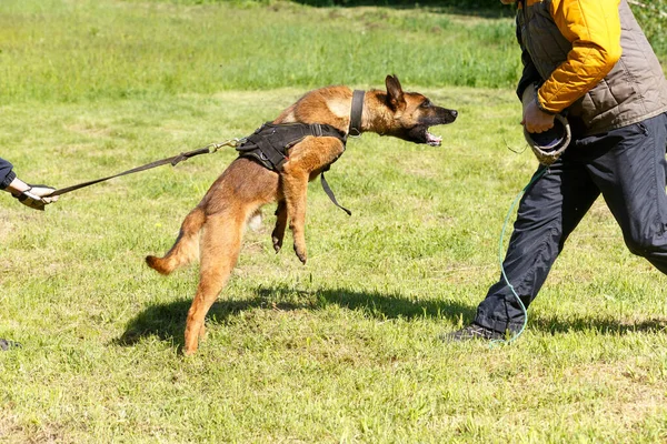 Kouluttaja Tekee Oppitunnin Belgialaisen Paimenkoiran Kanssa Koira Suojelee Isäntäänsä Belgianpaimenkoiran — kuvapankkivalokuva