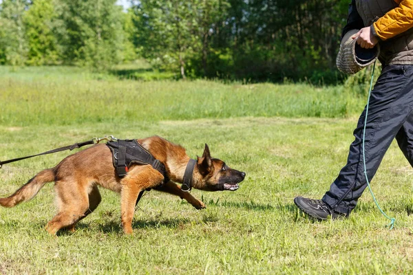 The instructor conducts the lesson with the Belgian Shepherd dog. The dog protects its master. Belgian shepherd dog protection work